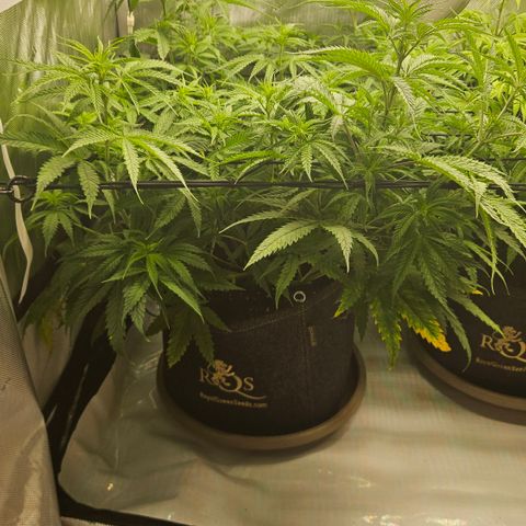 Pain Killer growlog timeline photo