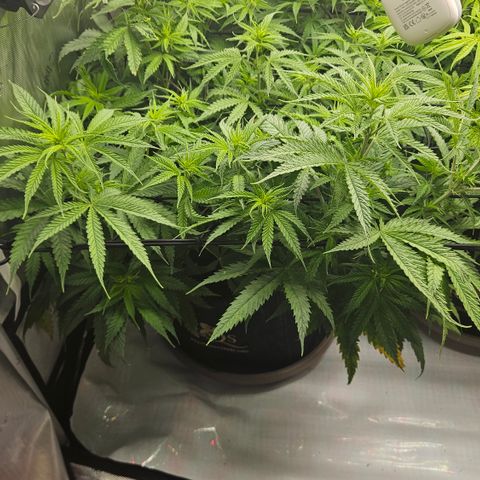 Pain Killer growlog timeline photo