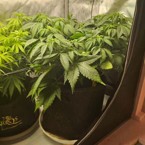 Lemon Haze growlog timeline photo