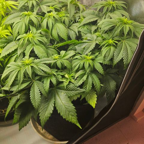 Lemon Haze growlog timeline photo