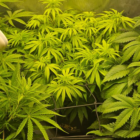 Purple Mimosa  growlog timeline photo