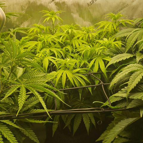 Purple Mimosa  growlog timeline photo