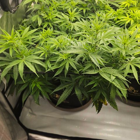 Pain Killer growlog timeline photo