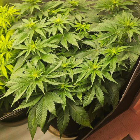 Lemon Haze growlog timeline photo