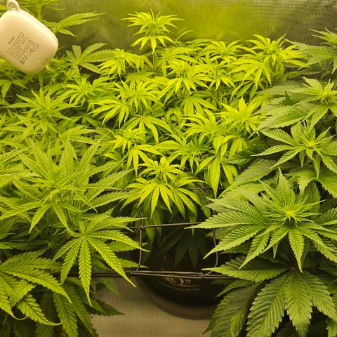 Purple Mimosa  growlog timeline photo