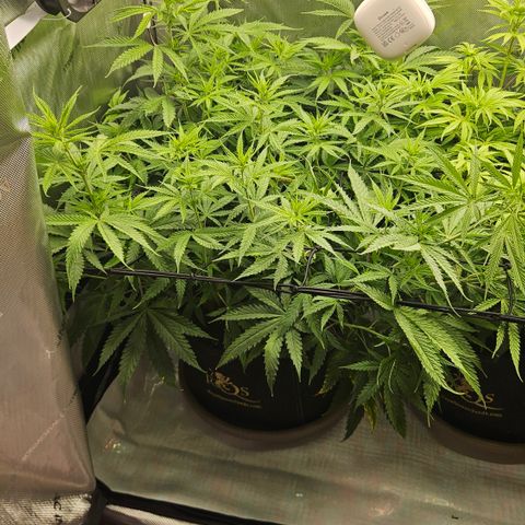 Pain Killer growlog timeline photo