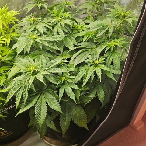 Lemon Haze growlog timeline photo