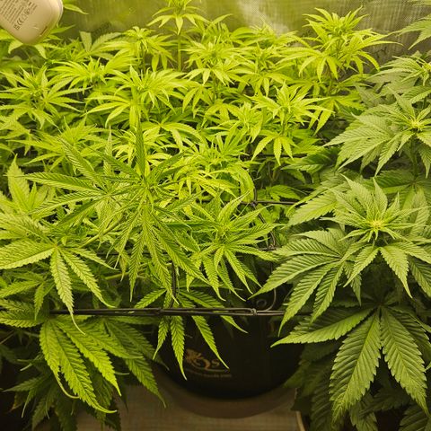 Purple Mimosa  growlog timeline photo