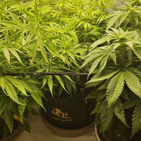 Purple Mimosa  growlog timeline photo
