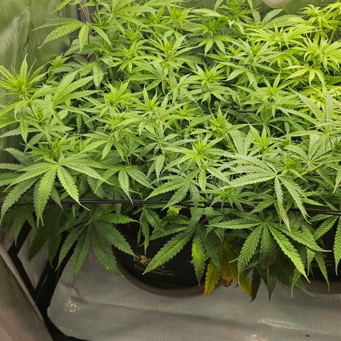Pain Killer growlog timeline photo