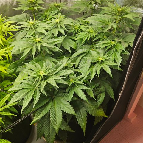 Lemon Haze growlog timeline photo
