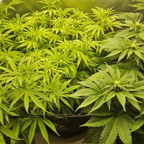 Purple Mimosa  growlog timeline photo