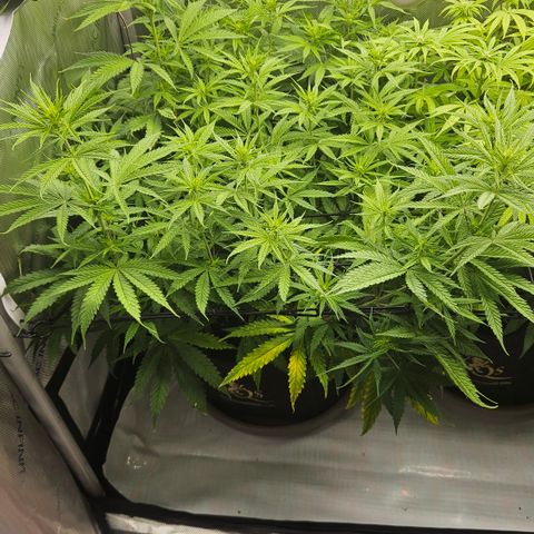 Pain Killer growlog timeline photo