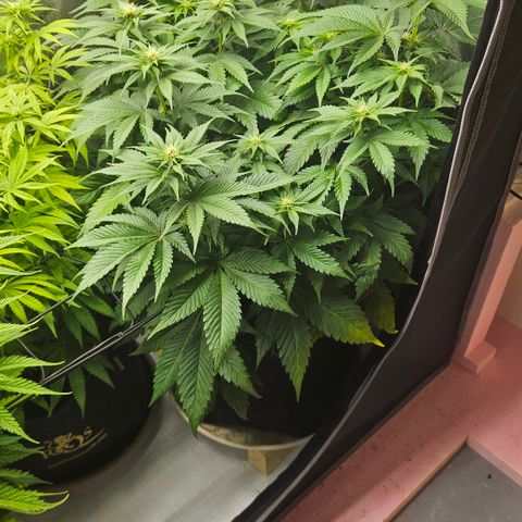 Lemon Haze growlog timeline photo