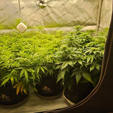 Purple Mimosa  growlog timeline photo