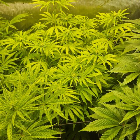 Purple Mimosa  growlog timeline photo
