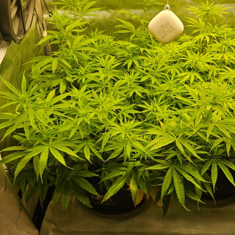Pain Killer growlog timeline photo