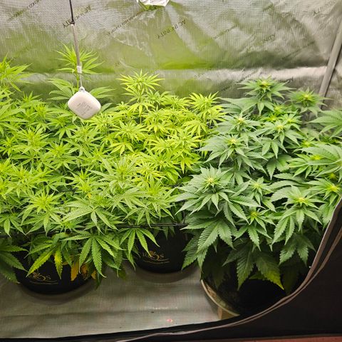Lemon Haze growlog timeline photo
