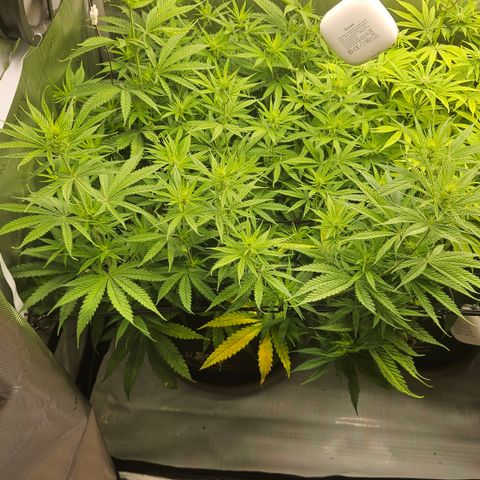 Pain Killer growlog timeline photo