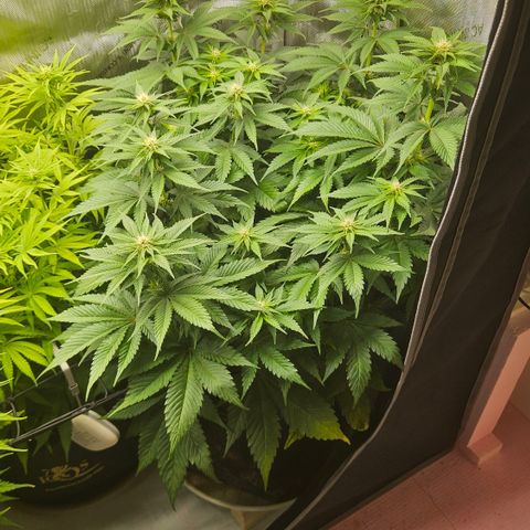 Lemon Haze growlog timeline photo