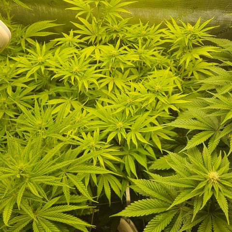 Purple Mimosa  growlog timeline photo