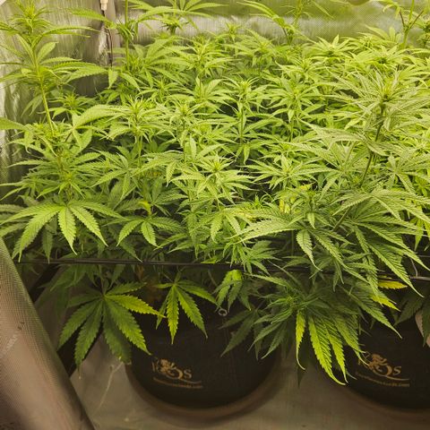 Pain Killer growlog timeline photo