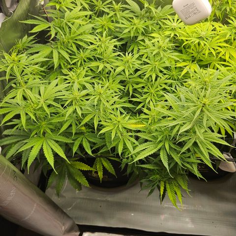 Pain Killer growlog timeline photo