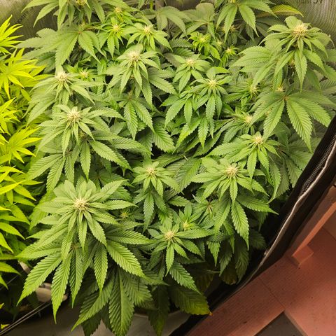 Lemon Haze growlog timeline photo