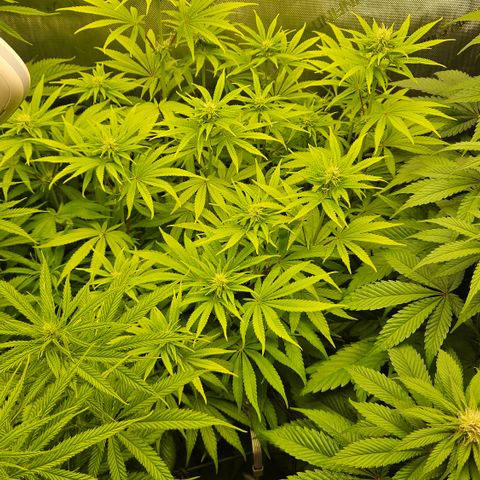 Purple Mimosa  growlog timeline photo