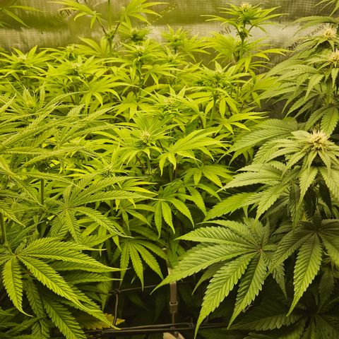 Purple Mimosa  growlog timeline photo
