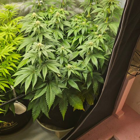 Lemon Haze growlog timeline photo