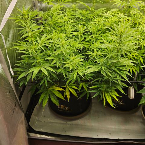 Pain Killer growlog timeline photo