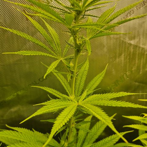 Pain Killer growlog timeline photo