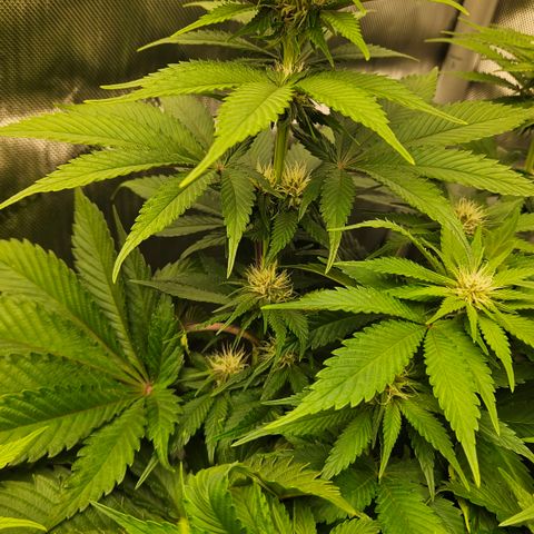 Lemon Haze growlog timeline photo