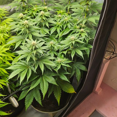 Lemon Haze growlog timeline photo