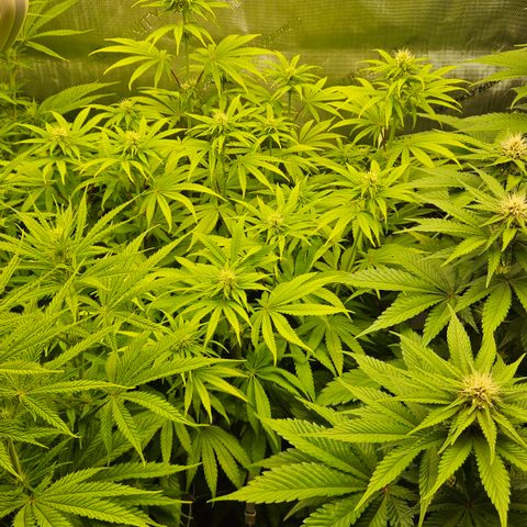 Purple Mimosa  growlog timeline photo
