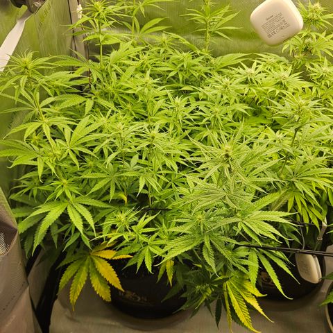 Pain Killer growlog timeline photo