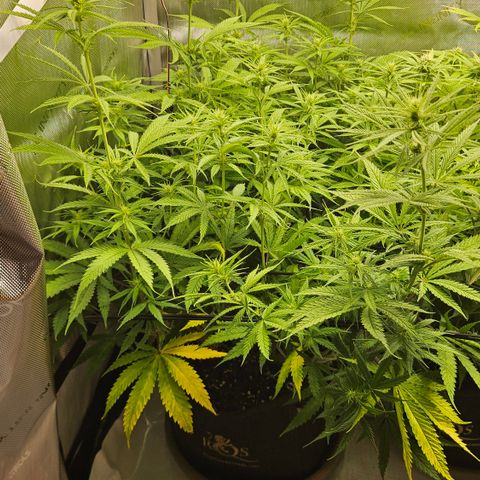 Pain Killer growlog timeline photo