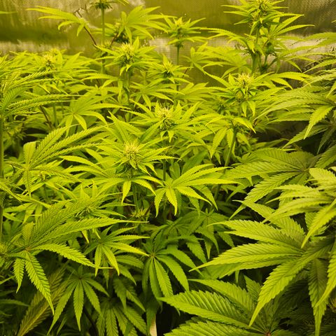 Purple Mimosa  growlog timeline photo