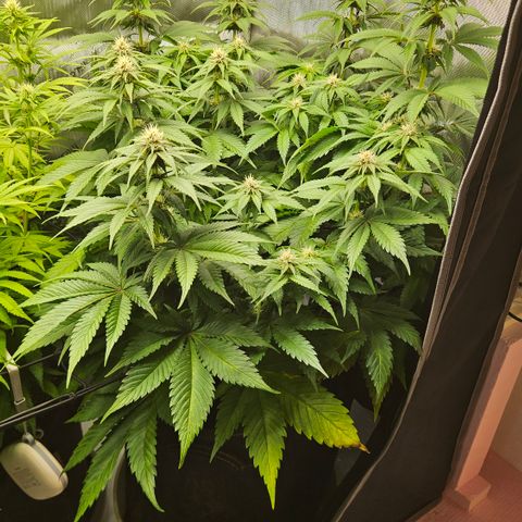 Lemon Haze growlog timeline photo
