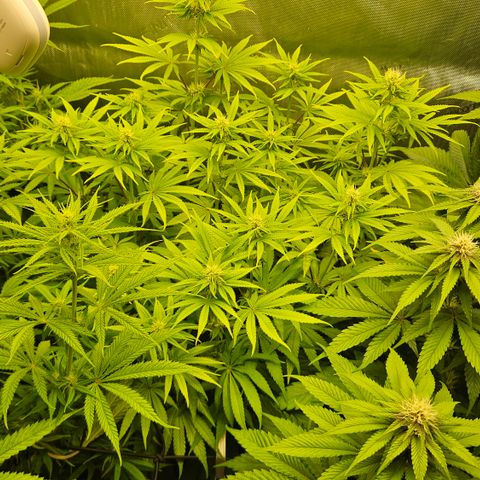 Purple Mimosa  growlog timeline photo