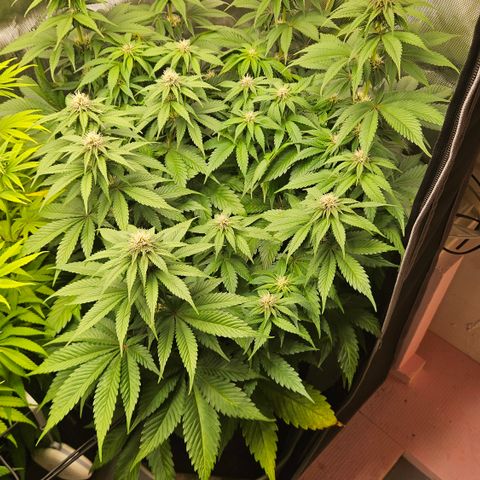 Lemon Haze growlog timeline photo