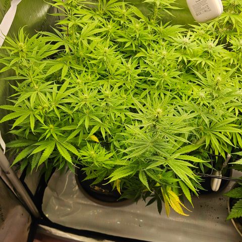 Pain Killer growlog timeline photo