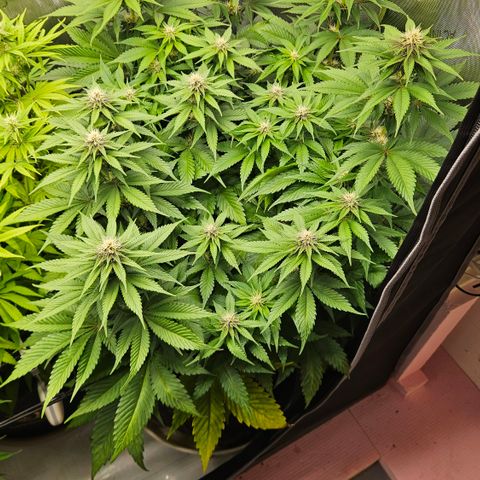 Lemon Haze growlog timeline photo