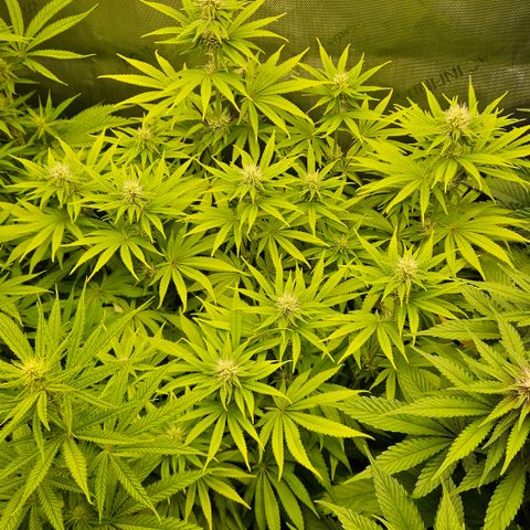 Purple Mimosa  growlog timeline photo