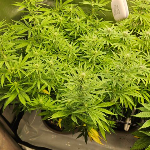 Pain Killer growlog timeline photo