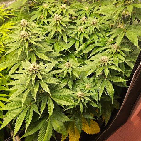 Lemon Haze growlog timeline photo
