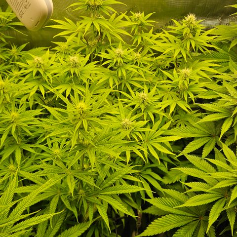 Purple Mimosa  growlog timeline photo