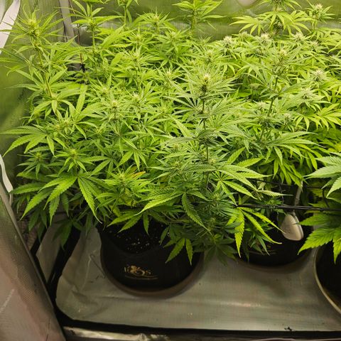 Pain Killer growlog timeline photo
