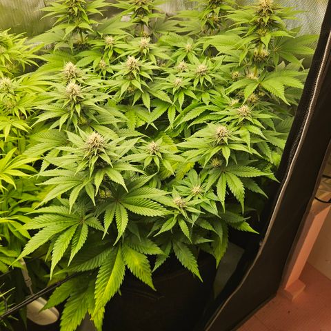 Lemon Haze growlog timeline photo
